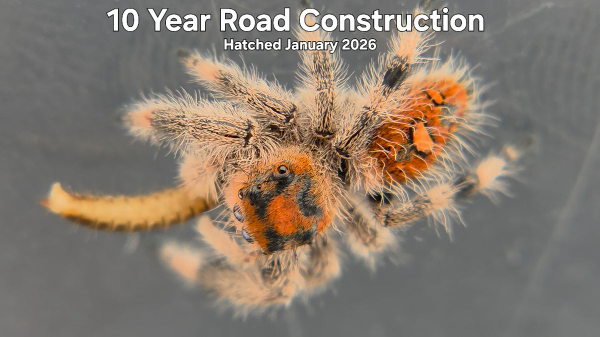 "10 Year Road Construction" Female Regal Jumping Spider (Phidippus regius) - Hatched January 2026