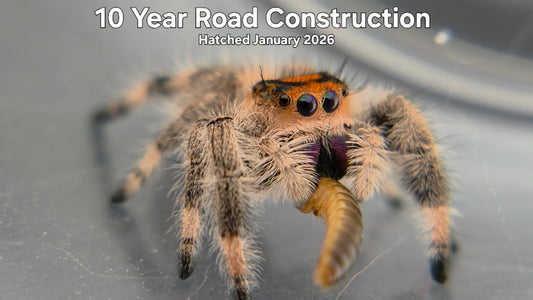 "10 Year Road Construction" Female Regal Jumping Spider (Phidippus regius) - Hatched January 2026