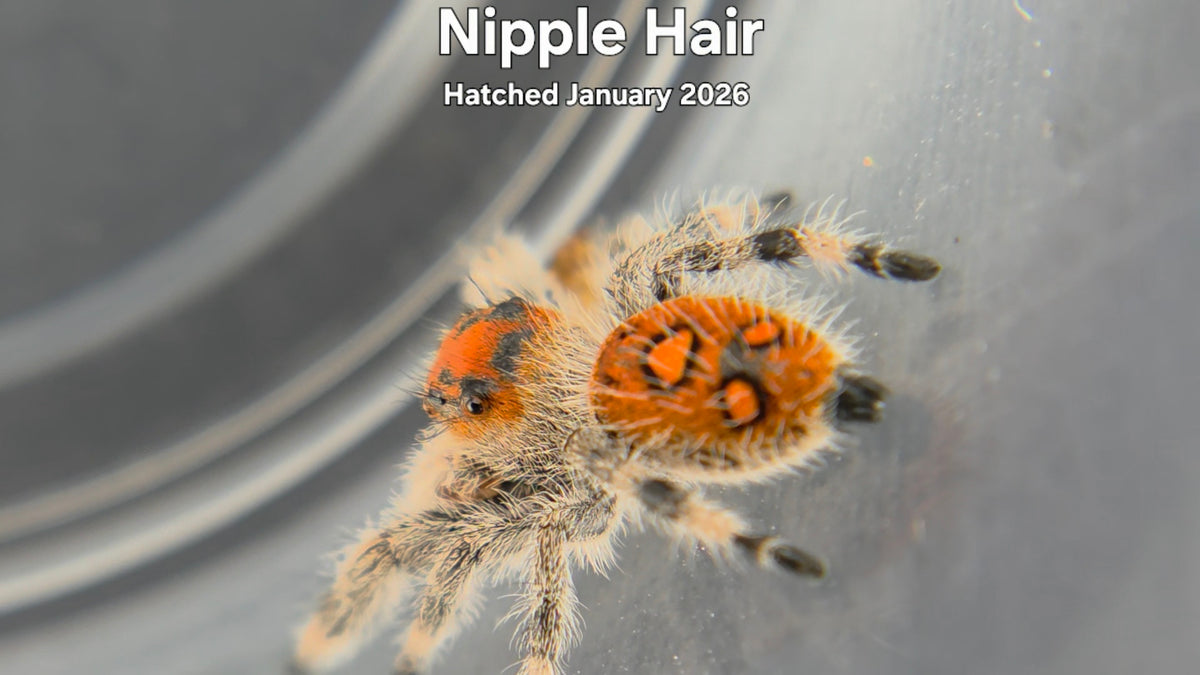 "Nipple Hair" Female Regal Jumping Spider (Phidippus regius) -  Hatched January 2026