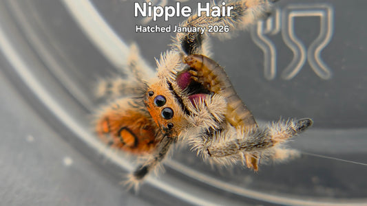 "Nipple Hair" Female Regal Jumping Spider (Phidippus regius) -  Hatched January 2026