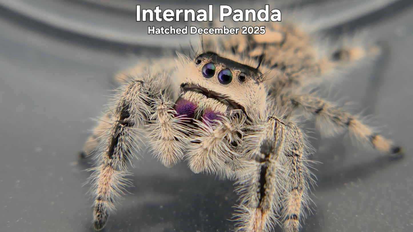 "Internal Panda" Female Regal Jumping Spider (Phidippus regius) Hatched December 2025
