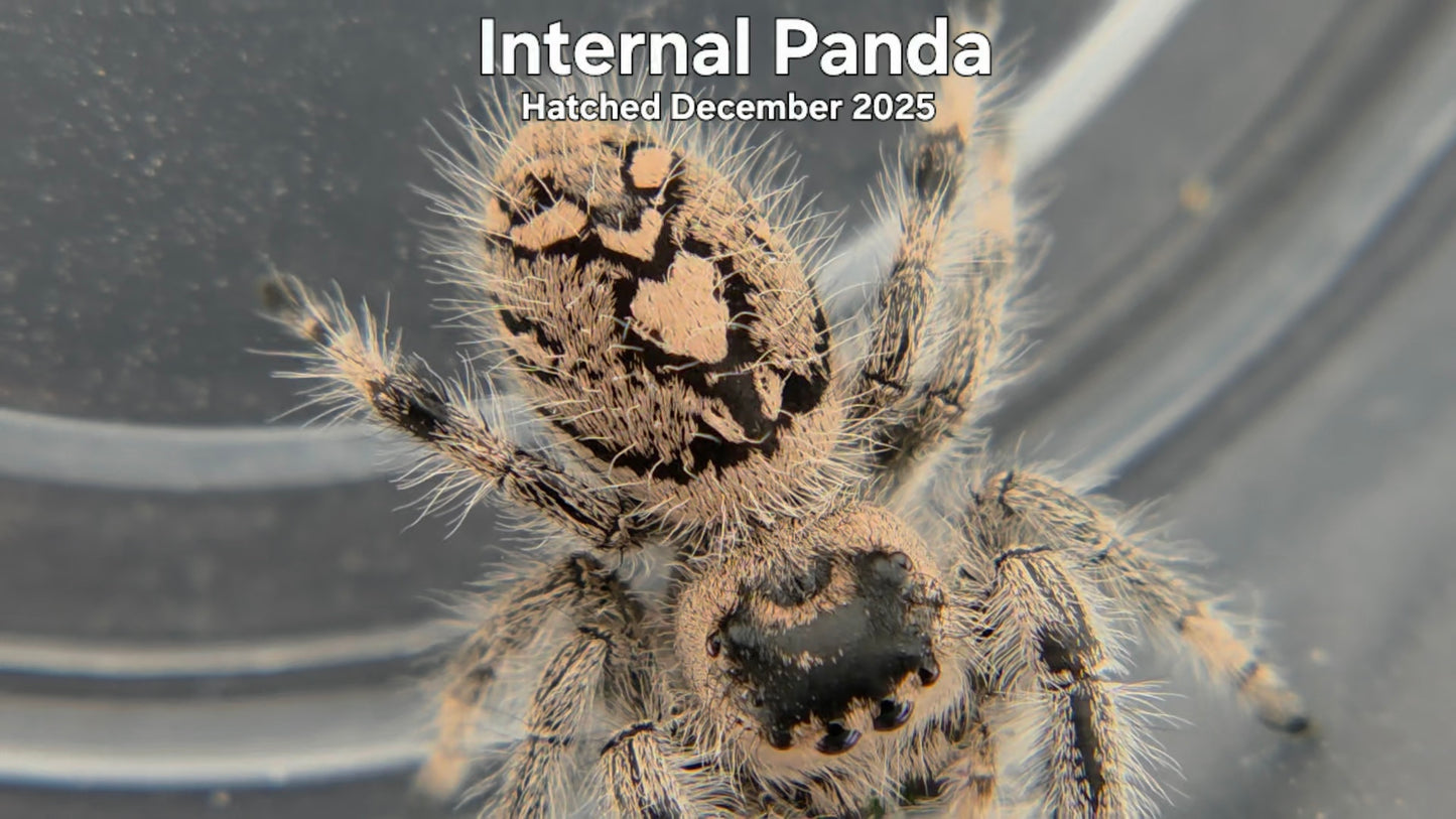 "Internal Panda" Female Regal Jumping Spider (Phidippus regius) Hatched December 2025