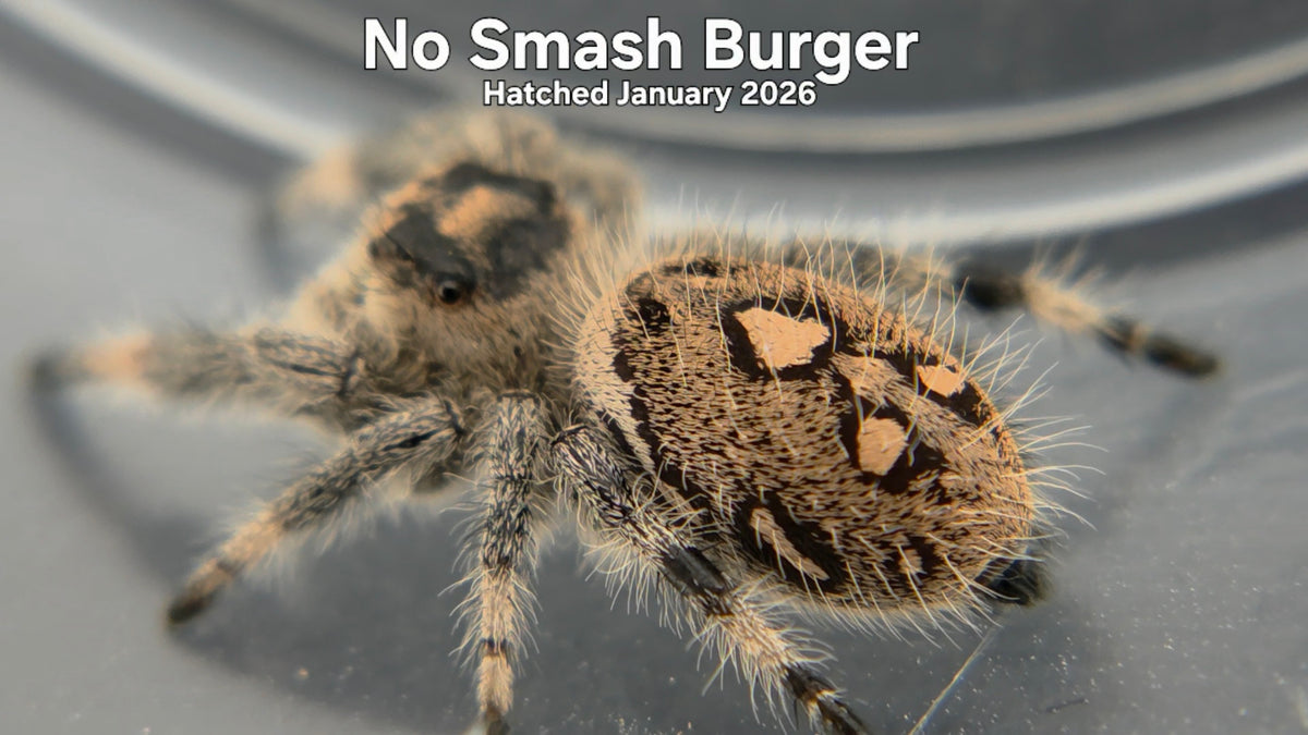 "No Smash Burger" Female Regal Jumping Spider (Phidippus regius) Hatched January 2026