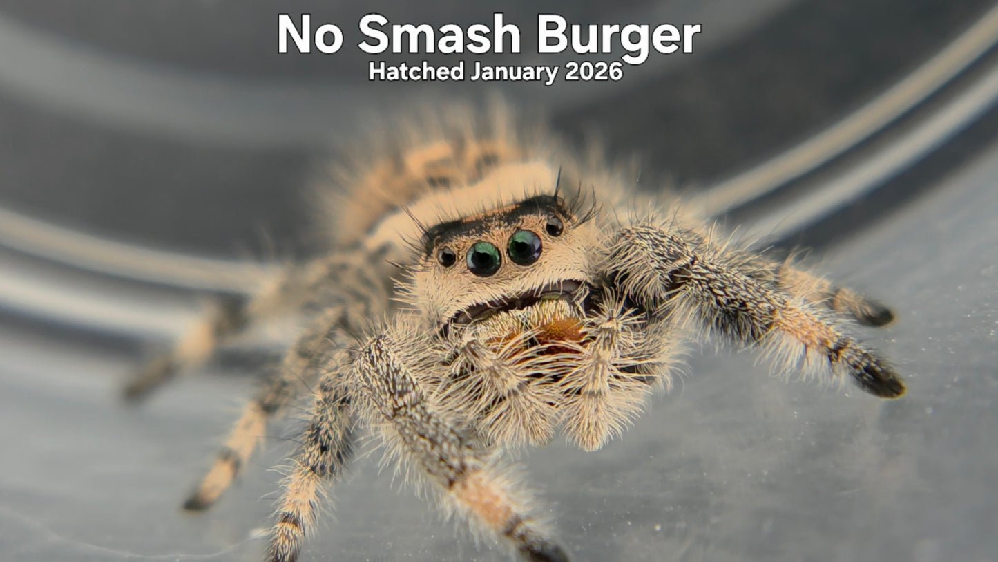 "No Smash Burger" Female Regal Jumping Spider (Phidippus regius) Hatched January 2026
