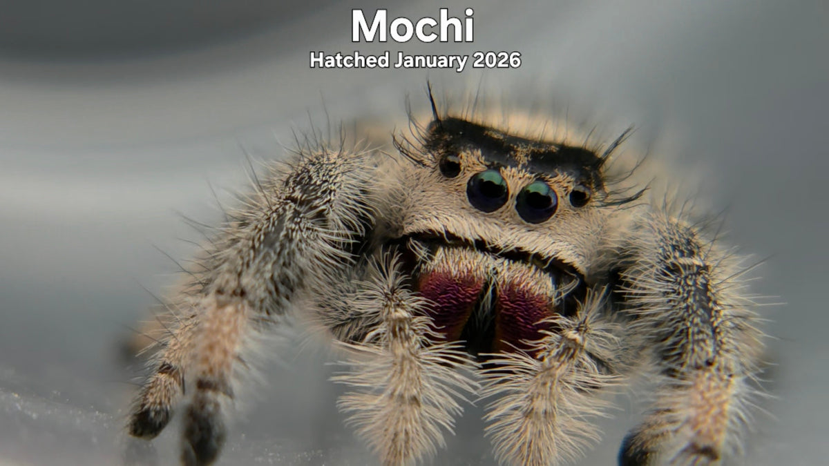 "Mochi" Female Regal Jumping Spider (Phidippus regius) Hatched January 2026