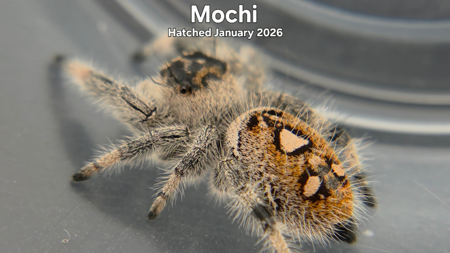 "Mochi" Female Regal Jumping Spider (Phidippus regius) Hatched January 2026