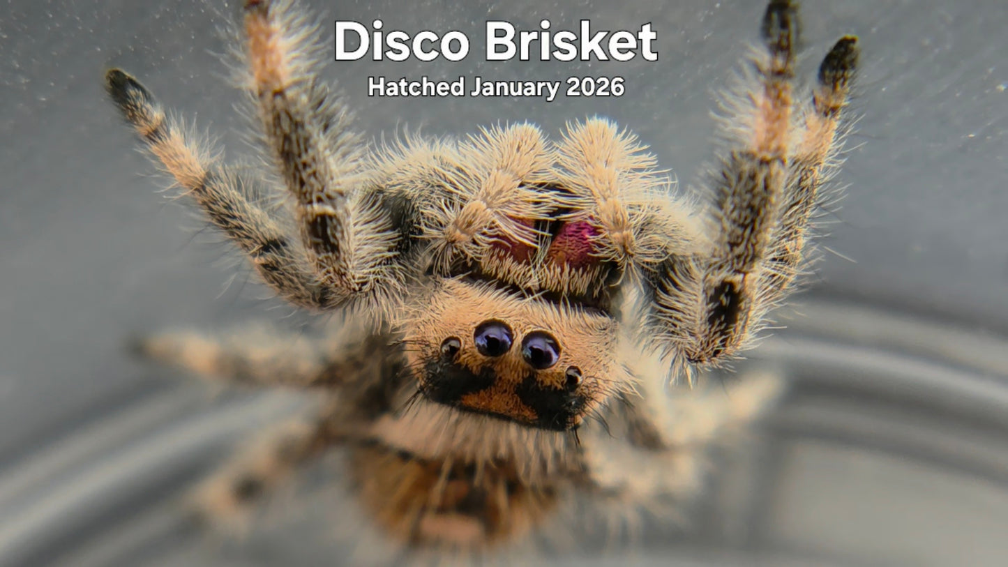 "Disco Brisket" Female Regal Jumping Spider (Phidippus regius) Hatched January 2026
