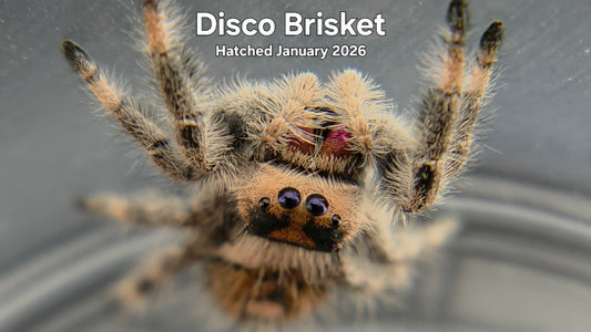 "Disco Brisket" Female Regal Jumping Spider (Phidippus regius) Hatched January 2026