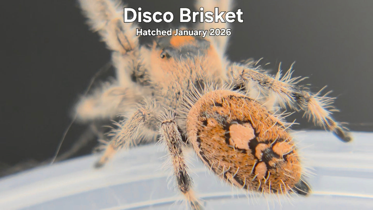 "Disco Brisket" Female Regal Jumping Spider (Phidippus regius) Hatched January 2026