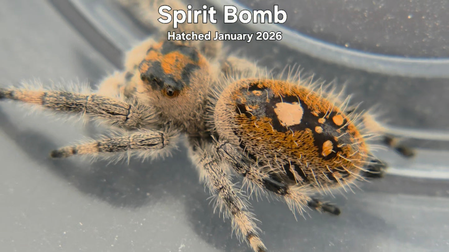 "Spirit Bomb" Female Regal Jumping Spider (Phidippus regius) Hatched January 2026