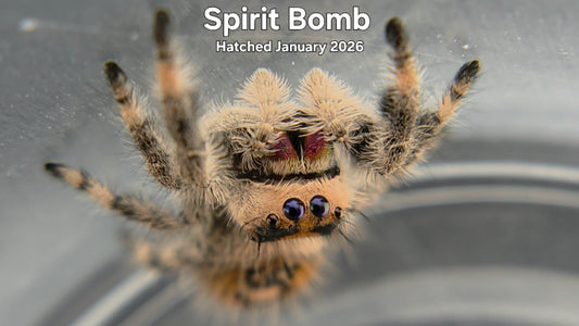 "Spirit Bomb" Female Regal Jumping Spider (Phidippus regius) Hatched January 2026