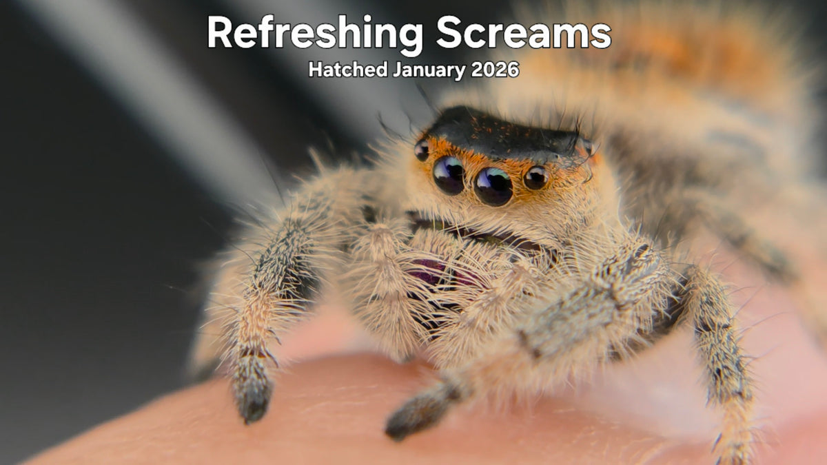 "Refreshing Screams" Female Regal Jumping Spider (Phidippus regius) Hatched January 2026