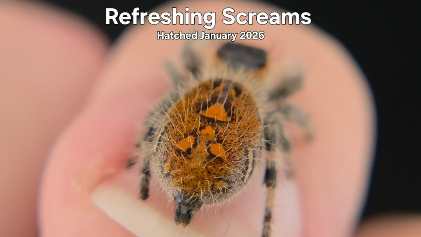 "Refreshing Screams" Female Regal Jumping Spider (Phidippus regius) Hatched January 2026
