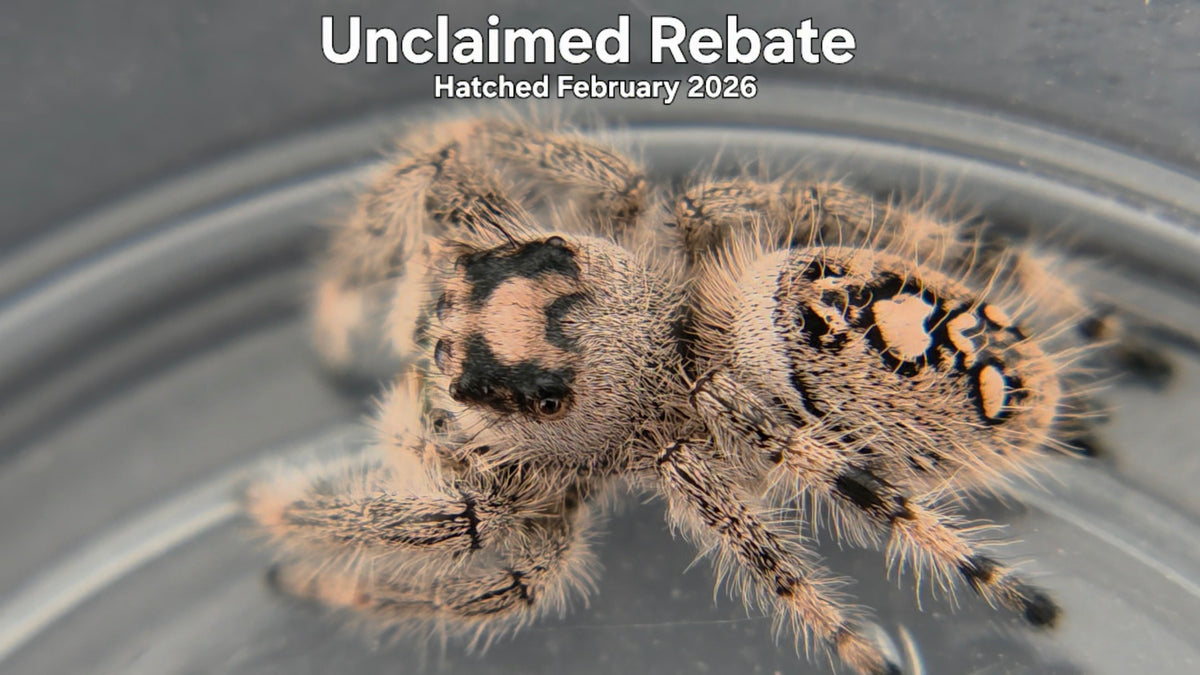 "Unclaimed Rebate" Female Regal Jumping Spider (Phidippus regius) Hatched February 2026