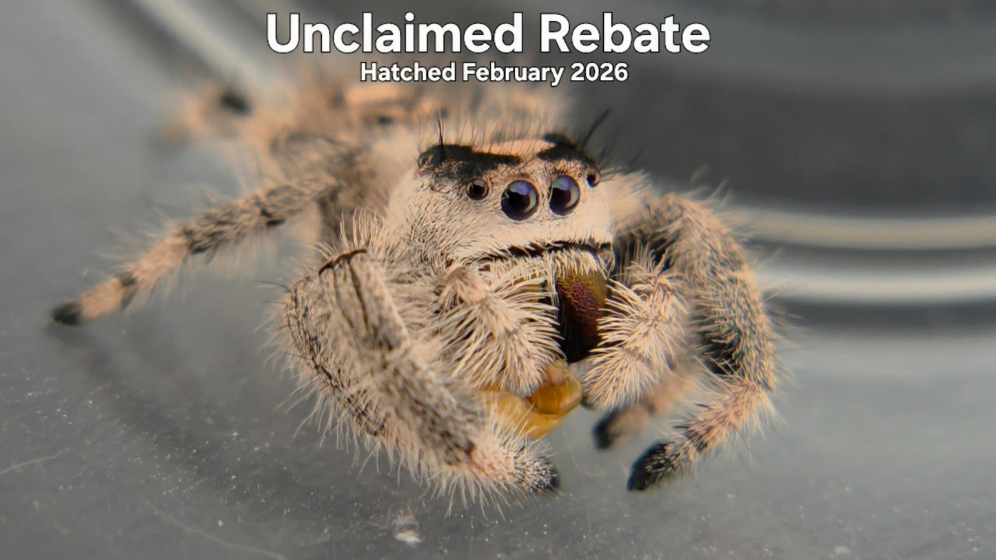 "Unclaimed Rebate" Female Regal Jumping Spider (Phidippus regius) Hatched February 2026