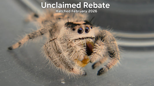 "Unclaimed Rebate" Female Regal Jumping Spider (Phidippus regius) Hatched February 2026