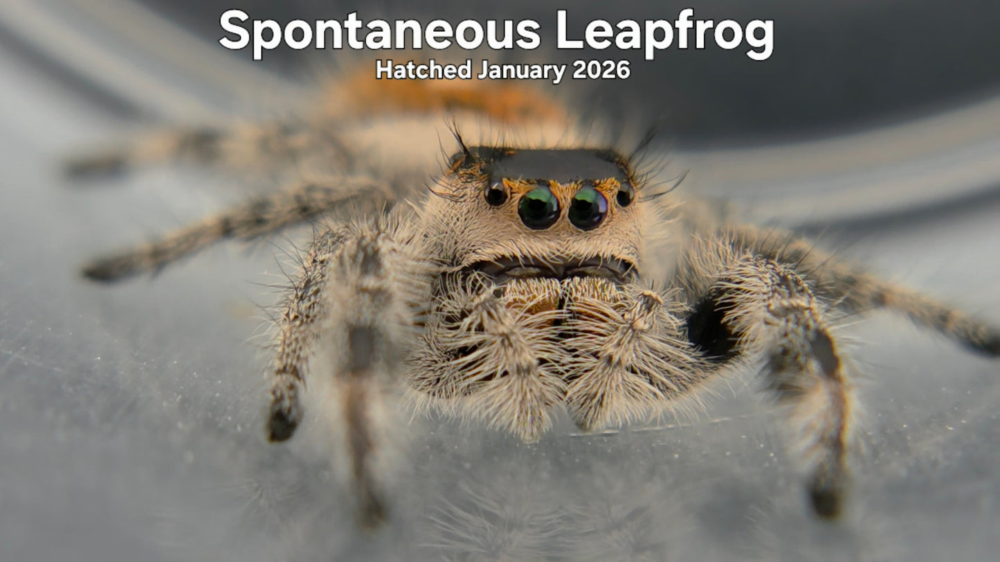 "Spontaneous Leapfrog" Female Regal Jumping Spider (Phidippus regius) Hatched January 2026