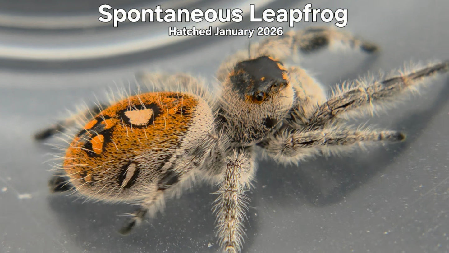 "Spontaneous Leapfrog" Female Regal Jumping Spider (Phidippus regius) Hatched January 2026