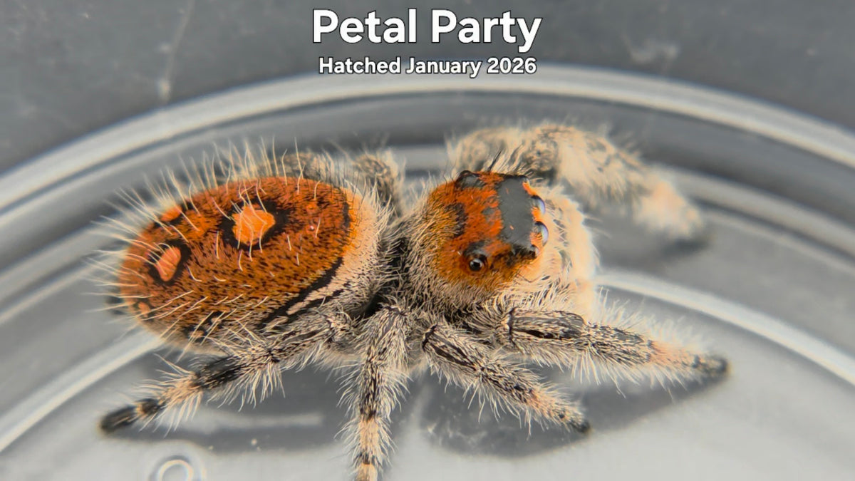 "Petal Party" Female Regal Jumping Spider (Phidippus regius) Hatched January 2026
