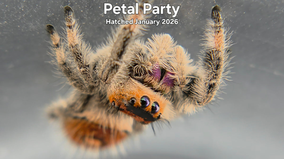 "Petal Party" Female Regal Jumping Spider (Phidippus regius) Hatched January 2026