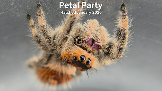 "Petal Party" Female Regal Jumping Spider (Phidippus regius) Hatched January 2026