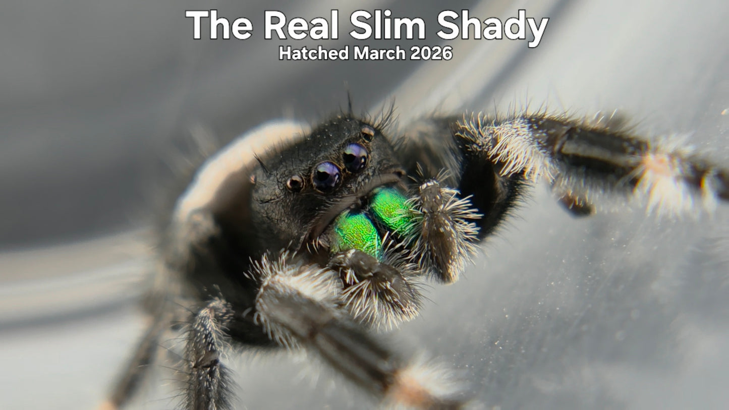 "The Real Slim Shady" Male Regal Jumping Spider (Phidippus regius) Hatched March 2026