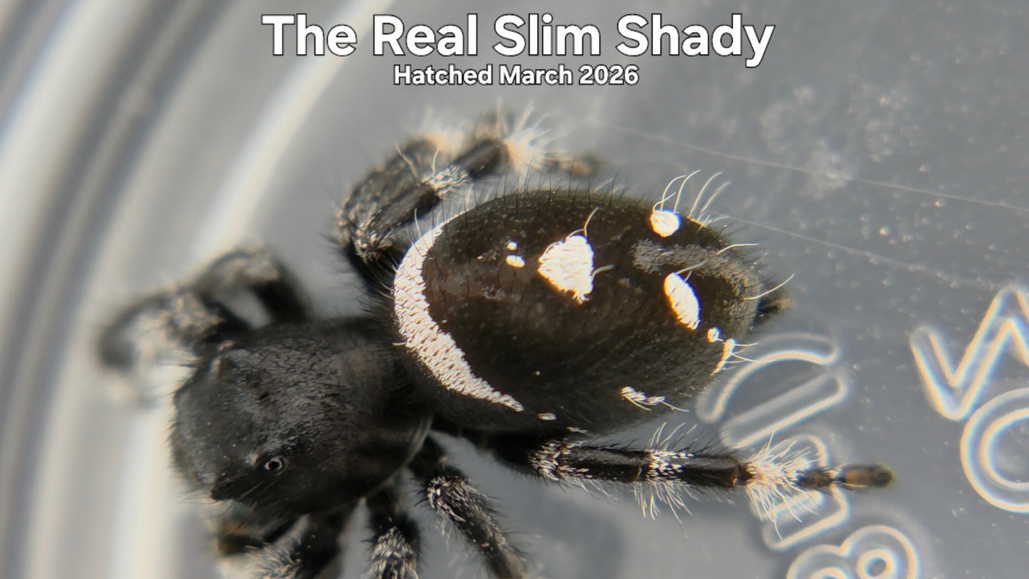 "The Real Slim Shady" Male Regal Jumping Spider (Phidippus regius) Hatched March 2026