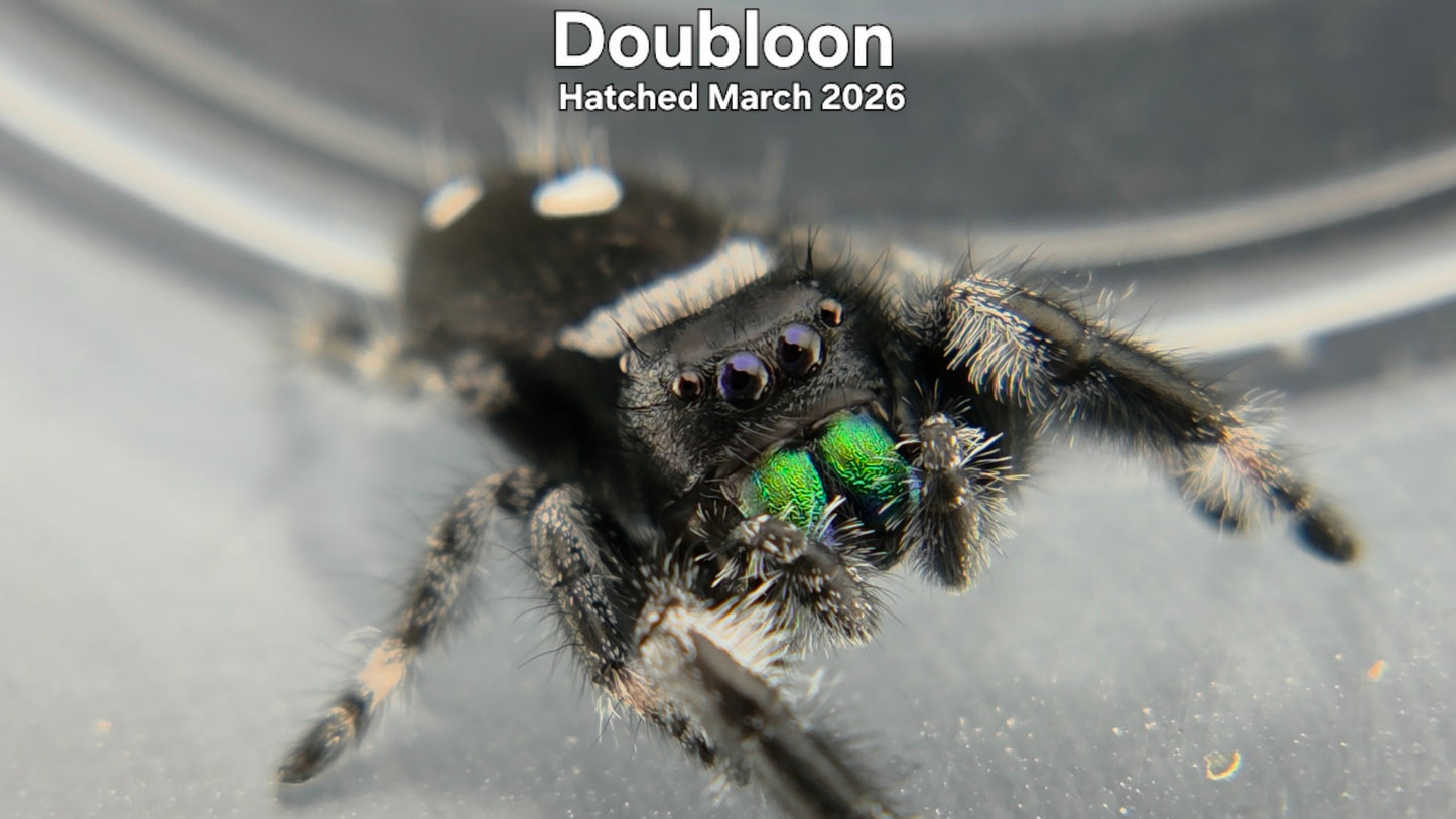"Doubloon" Male Regal Jumping Spider (Phidippus regius) Hatched March 2026