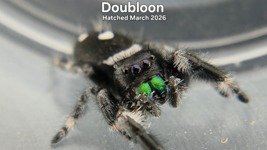 "Doubloon" Male Regal Jumping Spider (Phidippus regius) Hatched March 2026