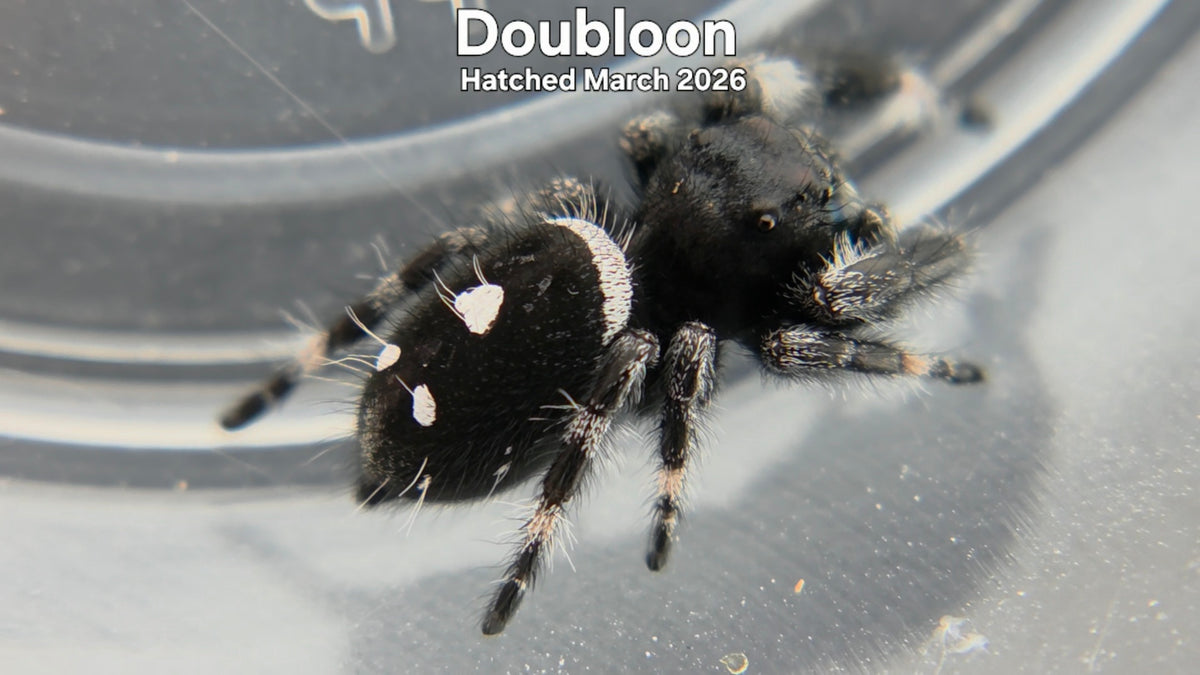 "Doubloon" Male Regal Jumping Spider (Phidippus regius) Hatched March 2026