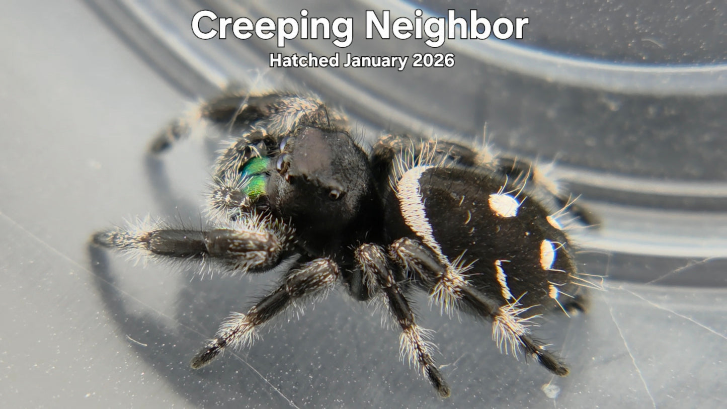 "Creeping Neighbor" Male Regal Jumping Spider (Phidippus regius) Hatched January 2026