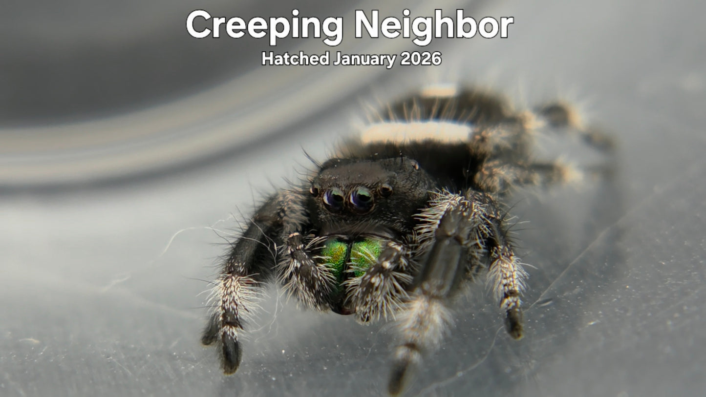 "Creeping Neighbor" Male Regal Jumping Spider (Phidippus regius) Hatched January 2026