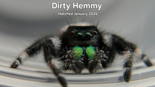 "Dirty Hemmy" Male Regal Jumping Spider (Phidippus regius) Hatched January 2026