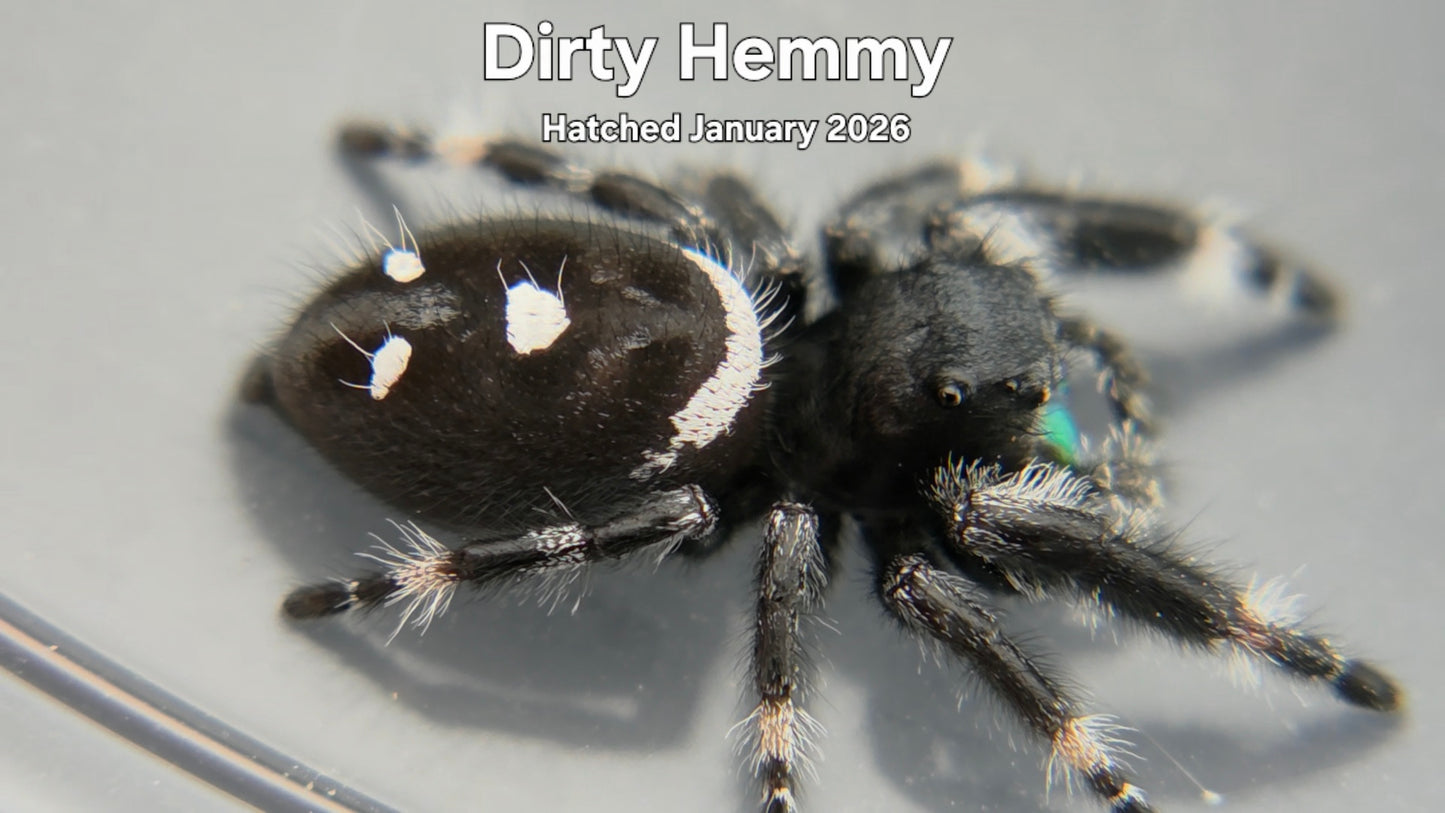 "Dirty Hemmy" Male Regal Jumping Spider (Phidippus regius) Hatched January 2026