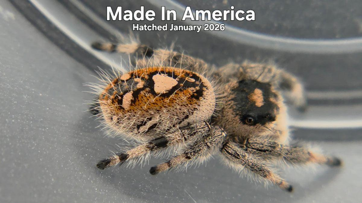"Made In America" Female Regal Jumping Spider (Phidippus regius) Hatched January 2026