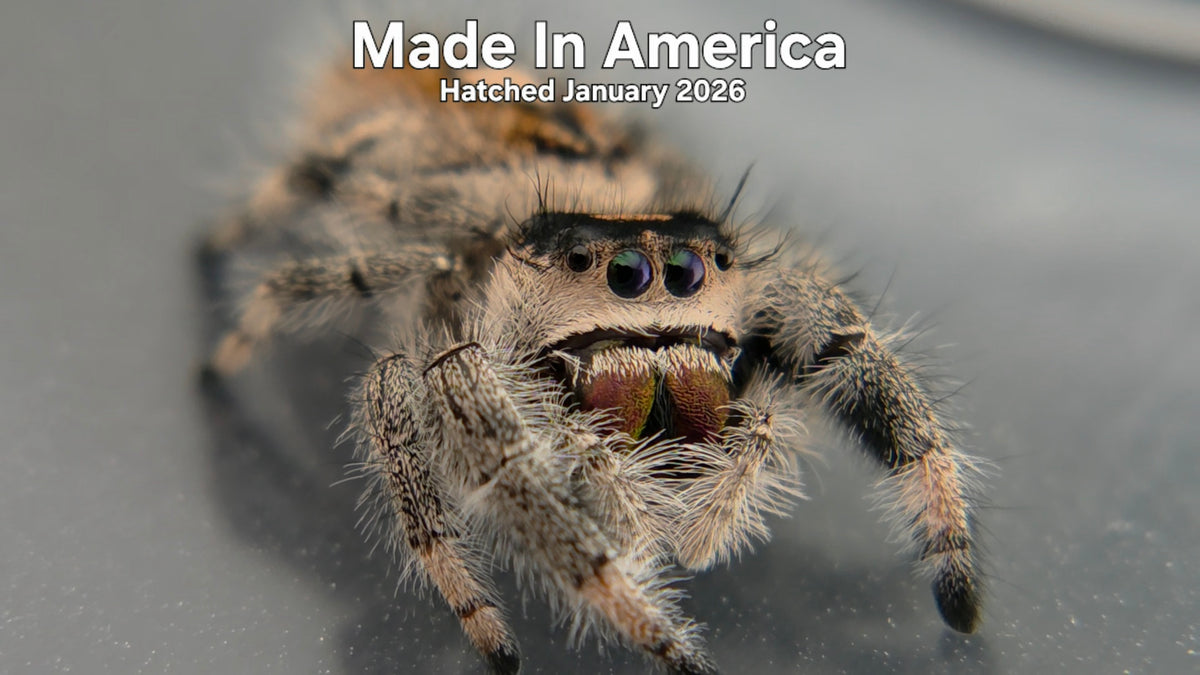 "Made In America" Female Regal Jumping Spider (Phidippus regius) Hatched January 2026
