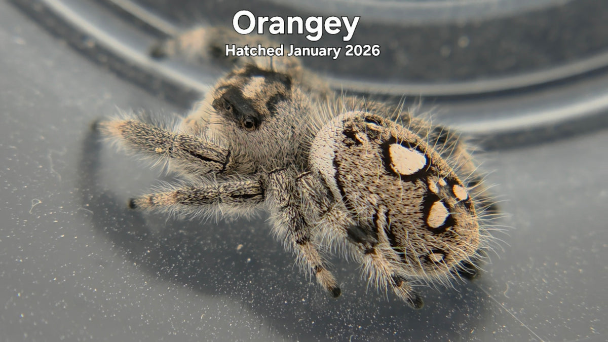 "Orangey" Female Regal Jumping Spider (Phidippus regius) Hatched January 2026