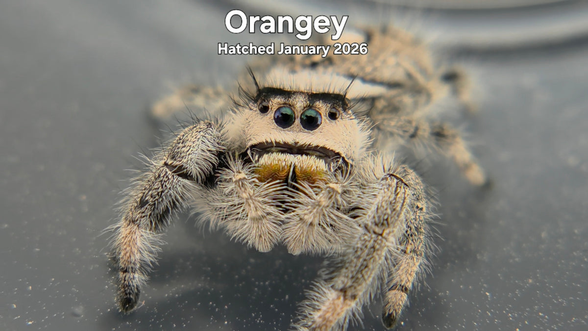 "Orangey" Female Regal Jumping Spider (Phidippus regius) Hatched January 2026