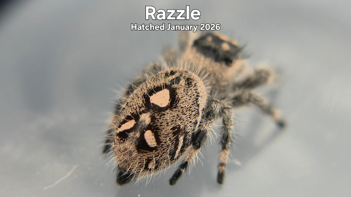 "Razzle" Female Regal Jumping Spider (Phidippus regius) Hatched January 2026