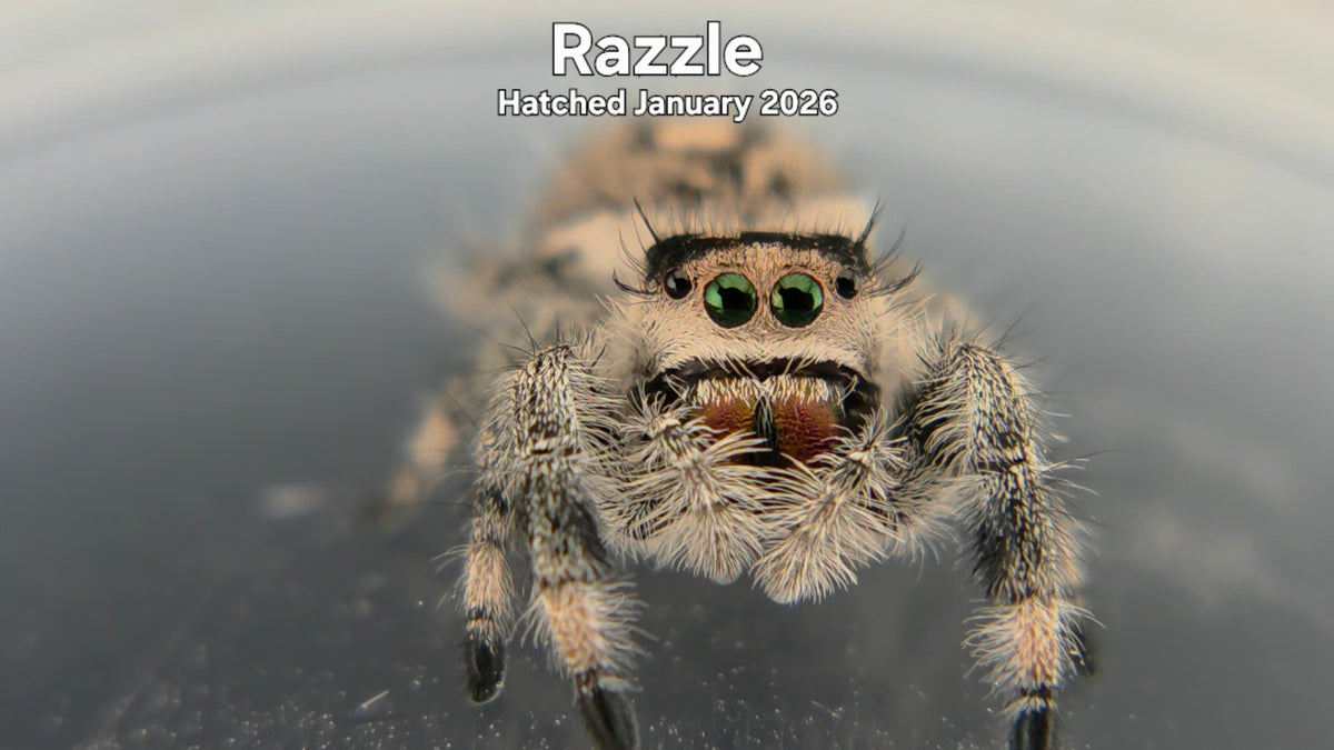 "Razzle" Female Regal Jumping Spider (Phidippus regius) Hatched January 2026