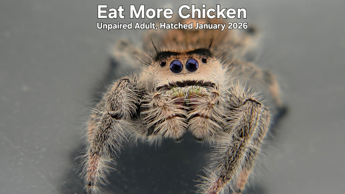 "Eat More Chicken" Female Regal Jumping Spider (Phidippus regius) - Unpaired Adult Hatched January 2026