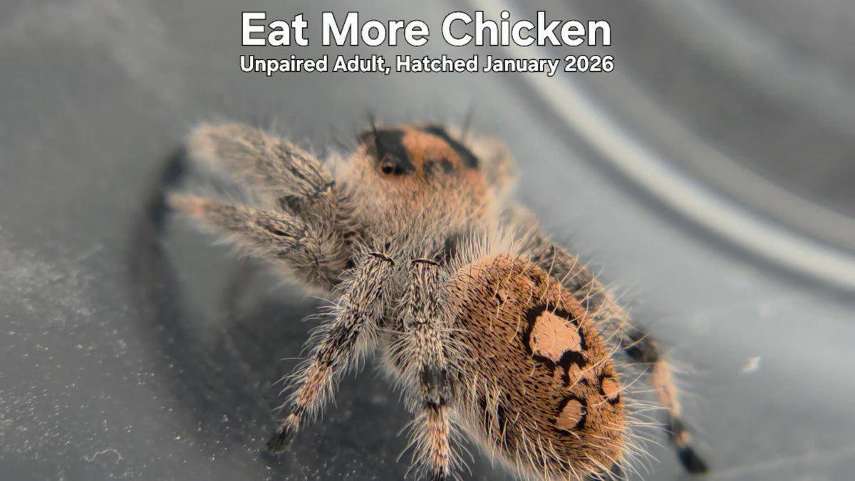 "Eat More Chicken" Female Regal Jumping Spider (Phidippus regius) - Unpaired Adult Hatched January 2026