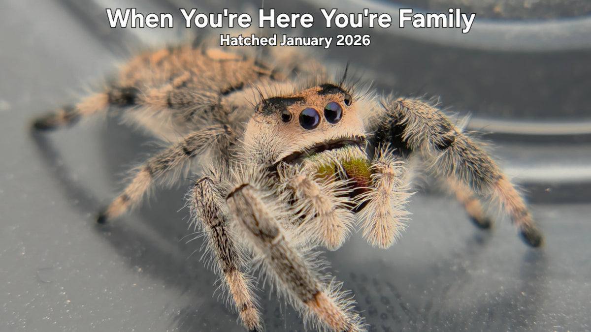 "When You're Here You're Family" Female Regal Jumping Spider (Phidippus regius) Hatched January 2026