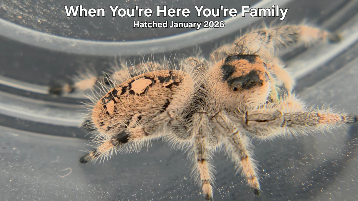 "When You're Here You're Family" Female Regal Jumping Spider (Phidippus regius) Hatched January 2026