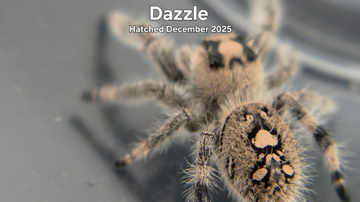 "Dazzle" Female Regal Jumping Spider (Phidippus regius) Hatched December 2025