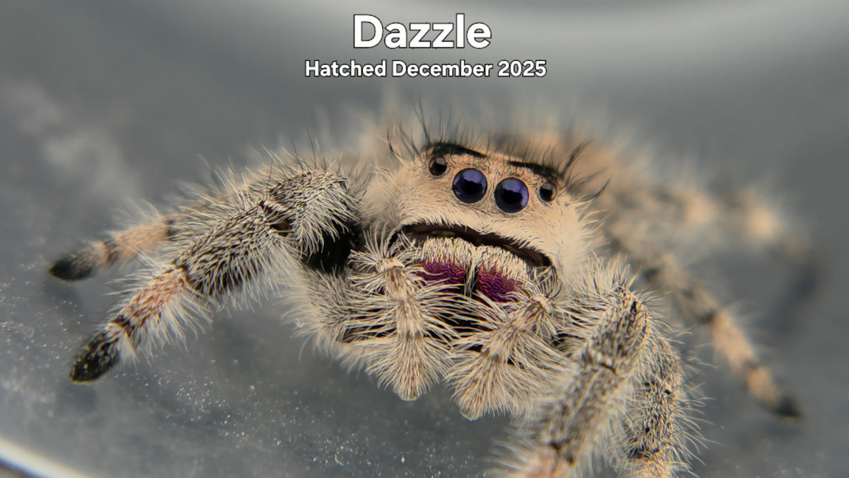 "Dazzle" Female Regal Jumping Spider (Phidippus regius) Hatched December 2025