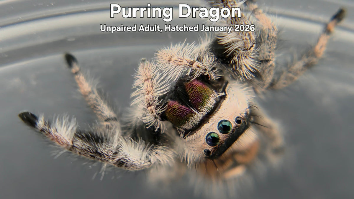 "Purring Dragon" Female Regal Jumping Spider (Phidippus regius) - Unpaired Adult Hatched January 2026