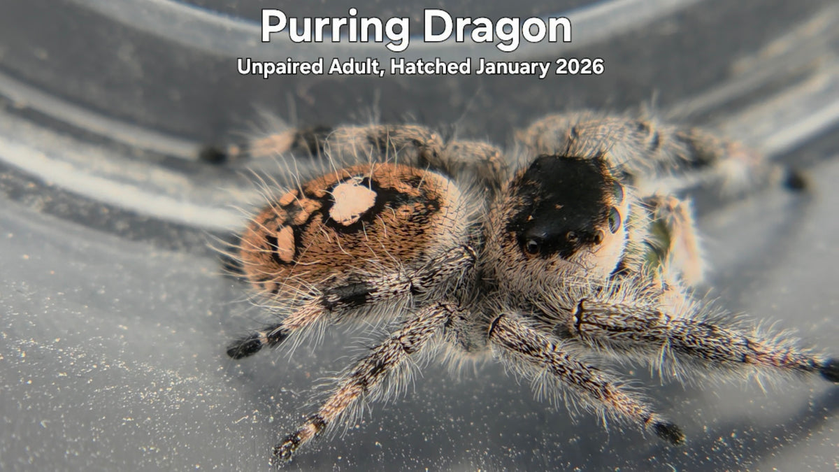 "Purring Dragon" Female Regal Jumping Spider (Phidippus regius) - Unpaired Adult Hatched January 2026