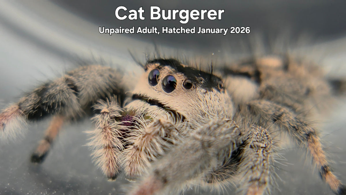 "Cat Burgerer"Female Regal Jumping Spider (Phidippus regius) - Unpaired Adult Hatched January 2026