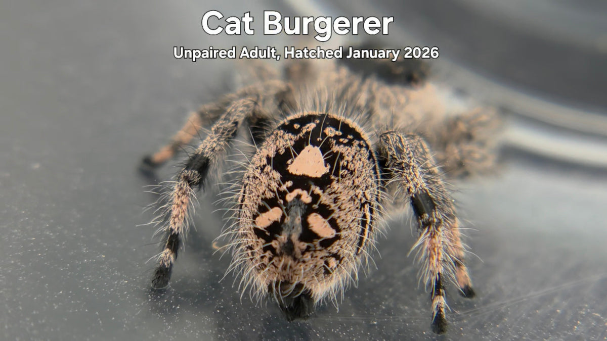"Cat Burgerer"Female Regal Jumping Spider (Phidippus regius) - Unpaired Adult Hatched January 2026